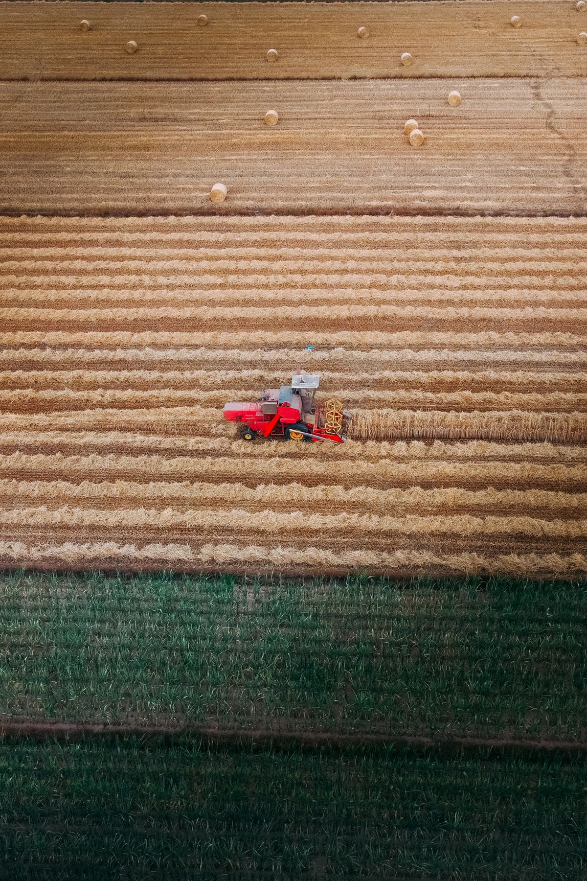 A red combine harvester working across a striped wheat field, seen from above.