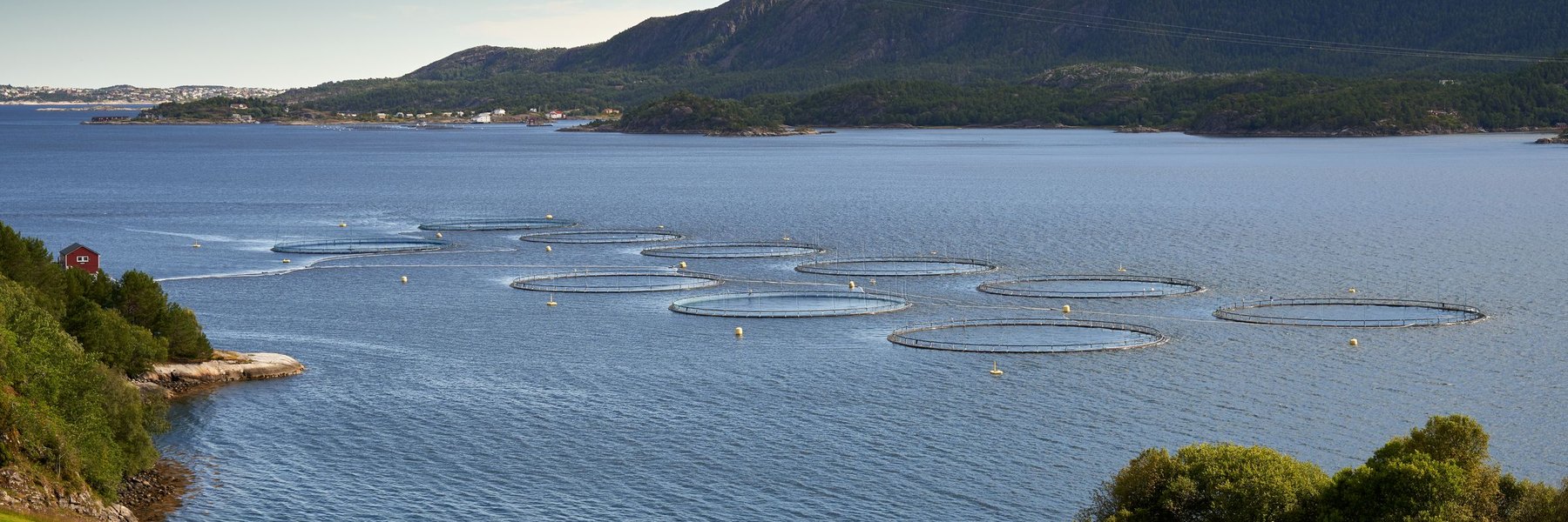 Rows of circular salmon pens in a Norwegian fjord, with wooded shore and mountains behind.